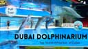 DUBAI DOLPHINARIUM | Best of Dolphin and Seal Show in Creek Park Dubai| Must Visit Indoor Attraction