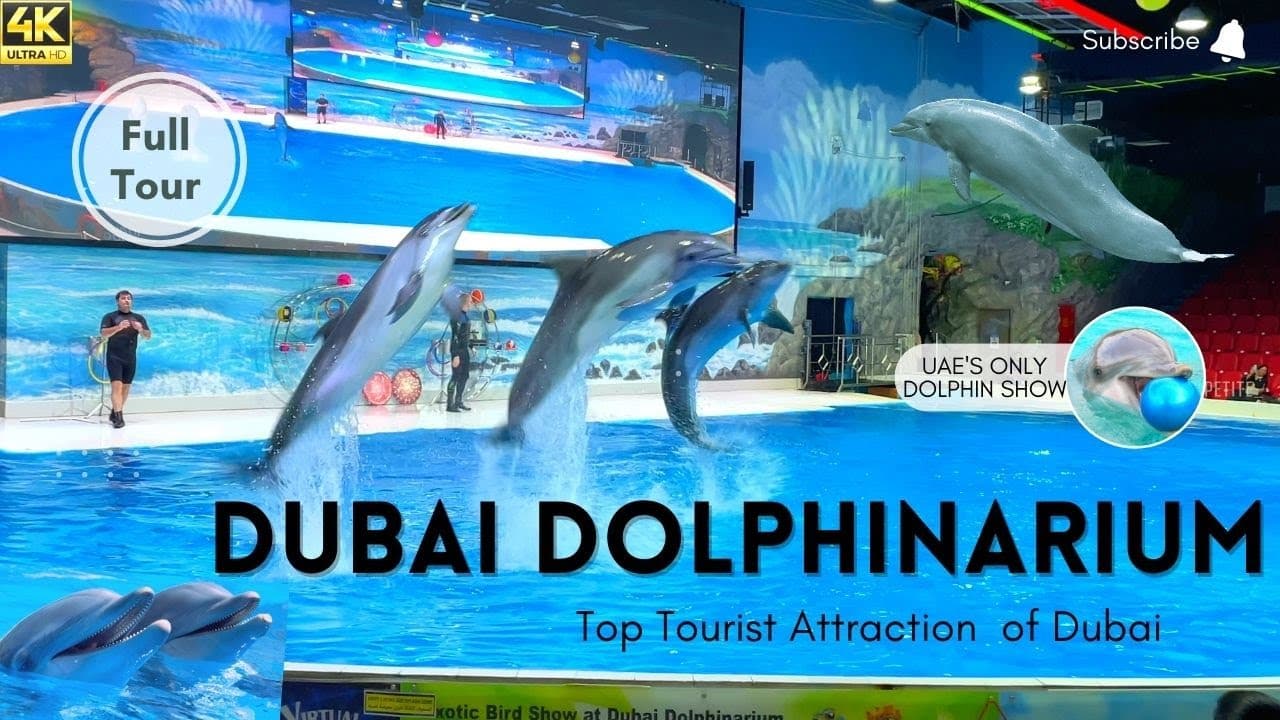 DUBAI DOLPHINARIUM | Best of Dolphin and Seal Show in Creek Park Dubai| Must Visit Indoor Attraction