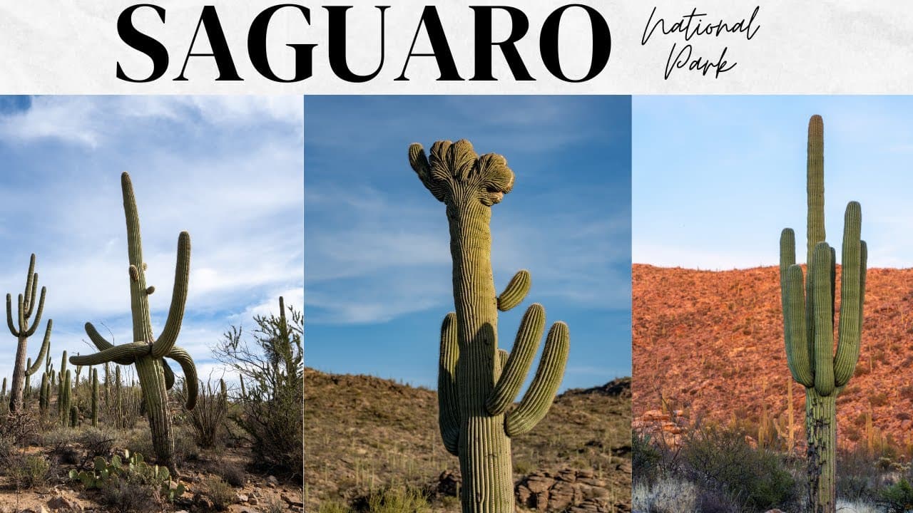 🌵🌵Saguaro National Park🌵🌵