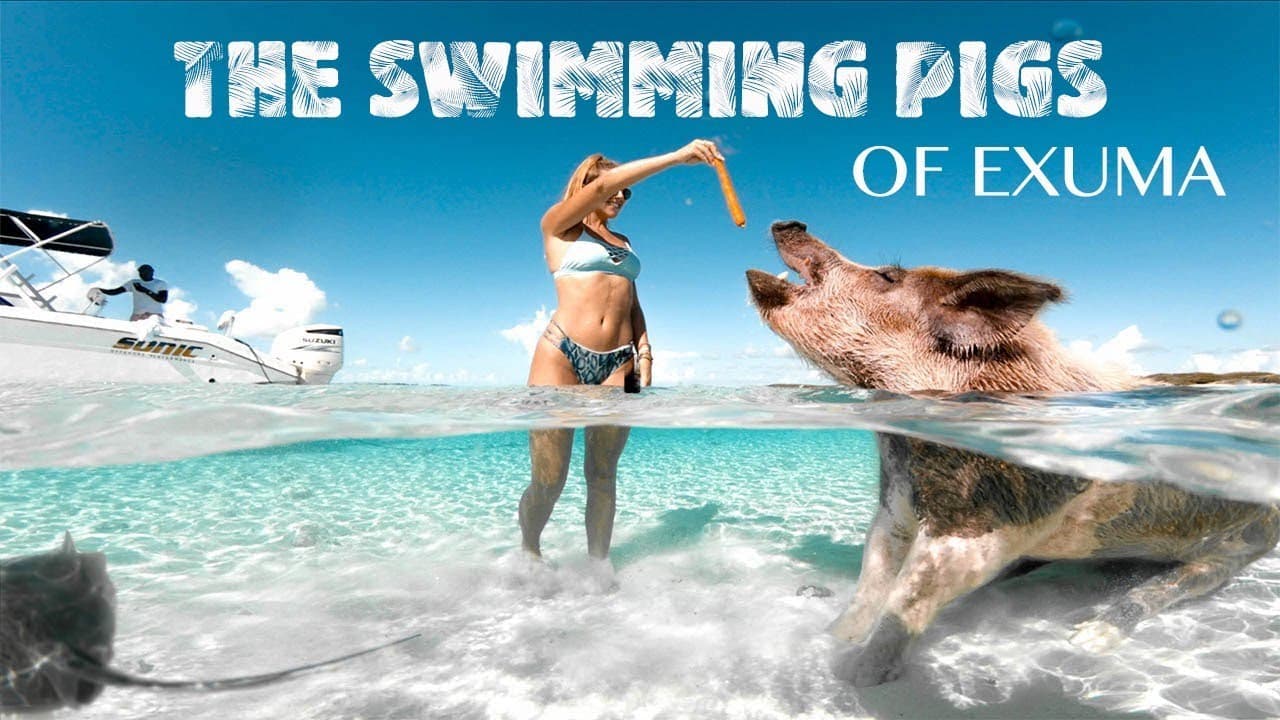 Swimming Pigs of Exuma Bahamas | Pig Island