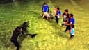 Tangalooma Wild Dolphin Feeding