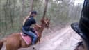 Horse Riding Hinterland (Thunderbird Park)