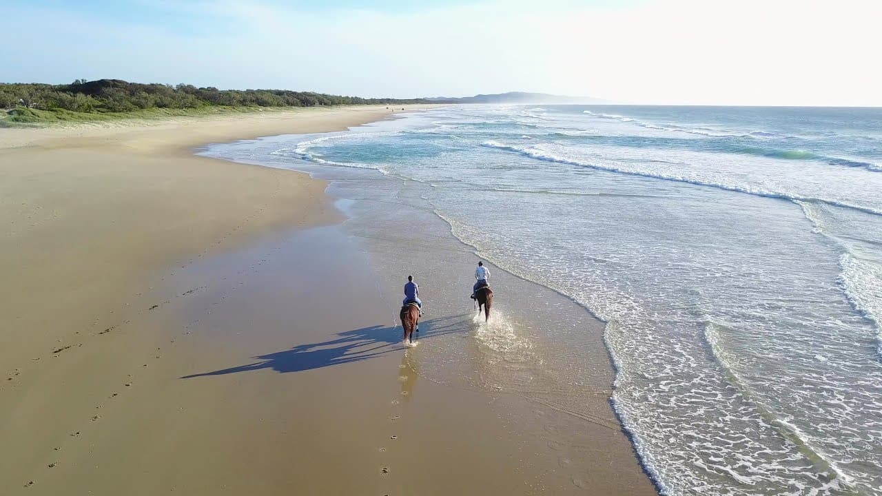 Noosa Horses