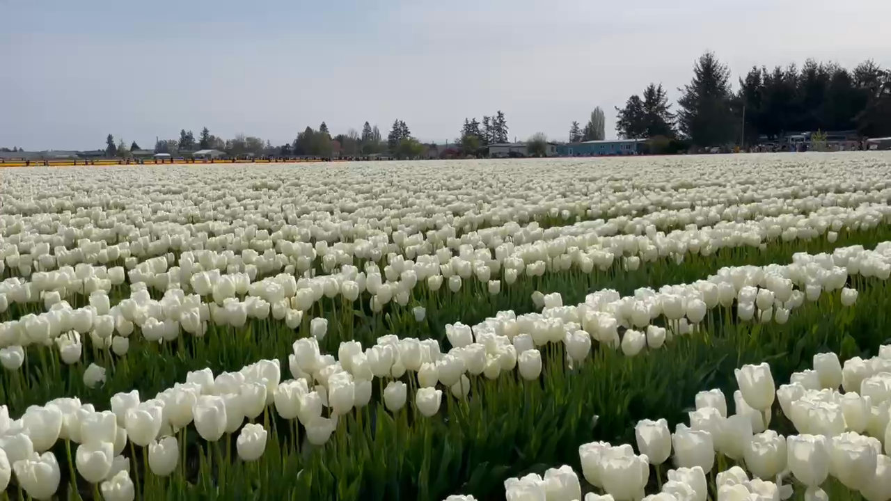 Rows of white tulips