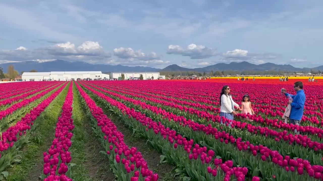 Multi-color tulip rows
