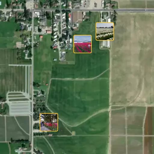 Preview image for "Roozengaarde - Tulip Festival"